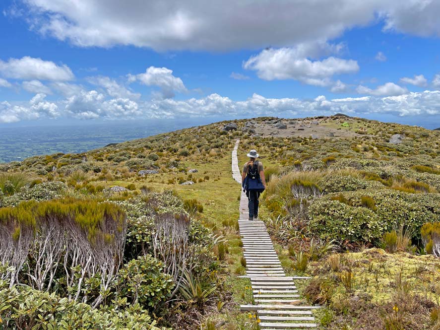 kind-wandert-auf-holzsteg-durch-niedrige-buschlandschaft-scheinbar-in-den-blauen-horizont-der-vereinzelte-wolken-traegt-in-neuseeland