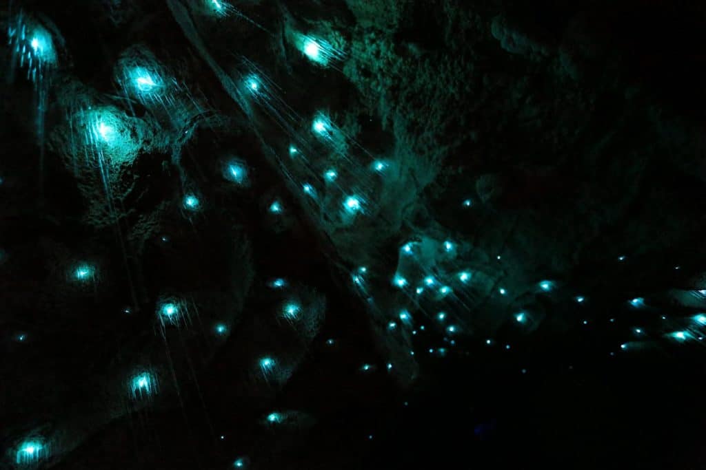 gluehwuermchen-waitomo-caves-neuseeland-nordinsel-sehenswuerdigkeiten