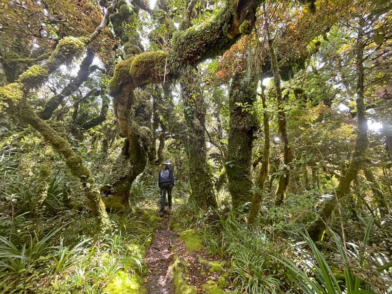 kind-laeuft-durch-einen-eng-bewachsenen-kobold-wald-in-neuseeland-im-egmont-nationalpark