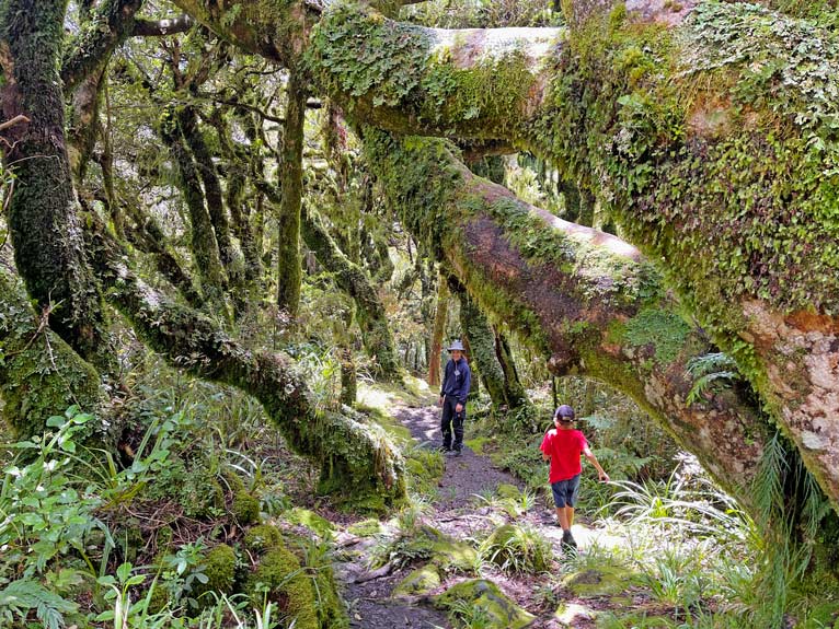 zwei-kinder-spazieren-durch-einen-mit-dichtem-moos-bewachsenen-kobold-wald-im-egmont-national-park
