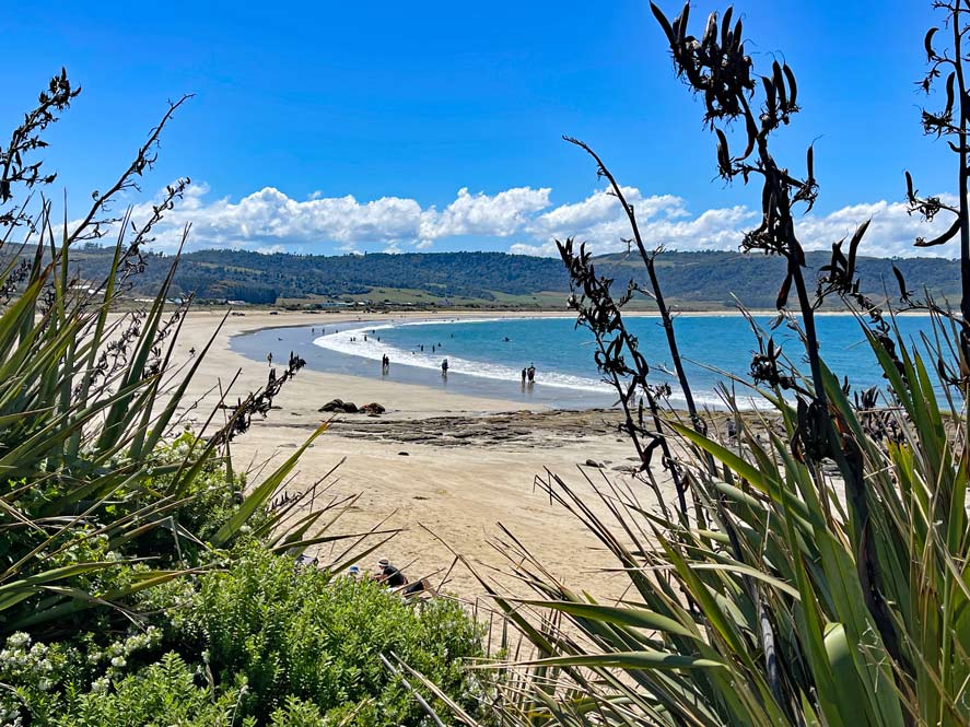 blick-durch-gruenes-schilf-auf-hellen-sandstrand-und-blaue-meeresbucht-in-den-catlins-neuseeland