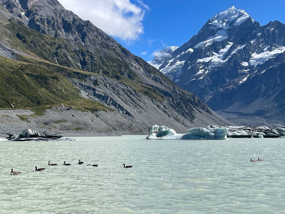 gaense-schwimmen-im-gletschersee-hooker-valley-track-im-hintergrund-mount-cook