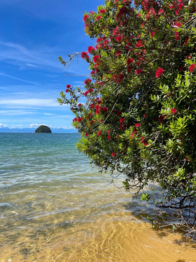 neuseelaendischer-weihnachtsbaum-am-strand-abel-tasman