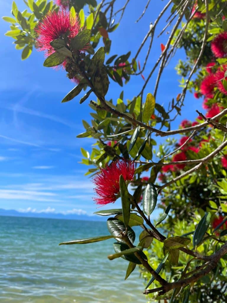 pohutukawa-neuseeland-weihnachtsbaum-bluehend