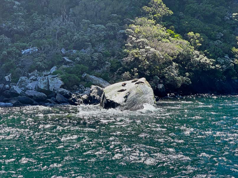 robben-bootsfahrt-milford-sound-reisebericht