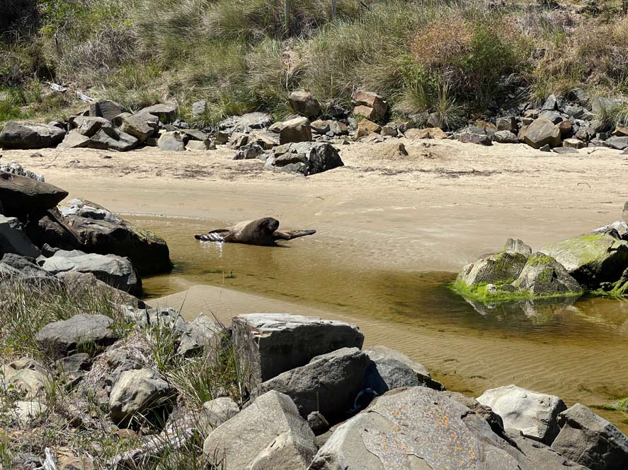 seeloewe-robbt-in-fluss-am-sandstrand-in-den-catlins-neuseeland