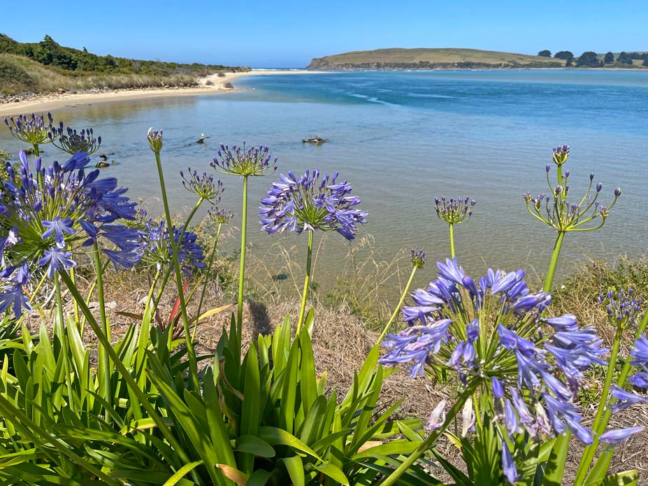 Die Catlins: 11 Tipps für Neuseelands unentdecktes Paradies im Süden surat-bay-sehenswuerdigkeiten-catlins-neuseeland