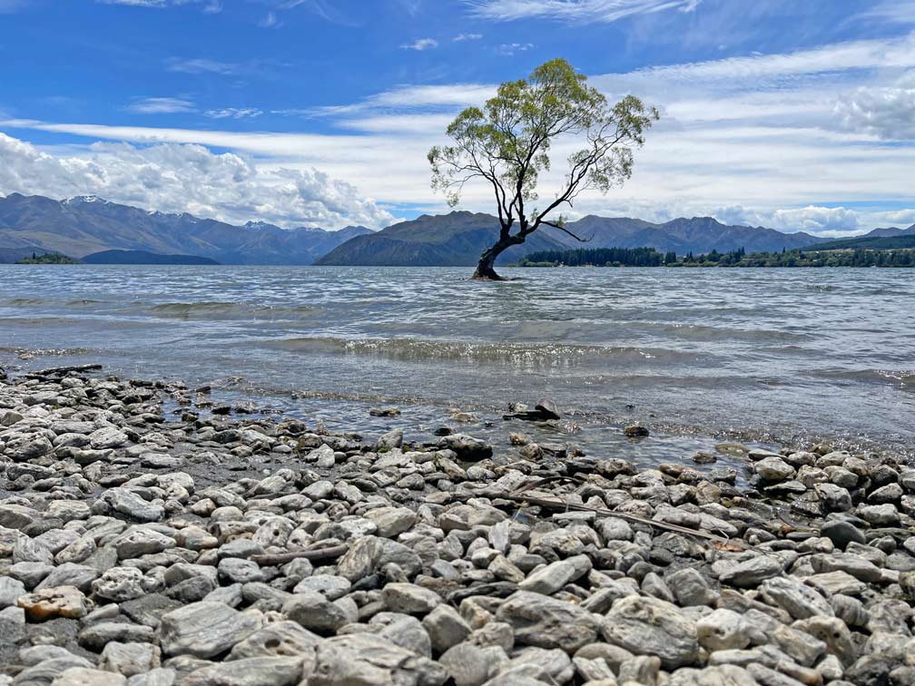 wanaka-tree-einzelner-baum-steht-im-wanaka-see-mit-steinigem-ufer-und-bergen-im-hintergrund