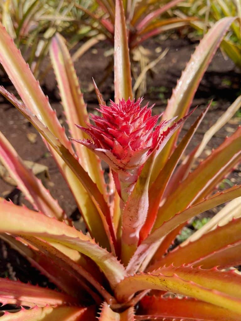 dole-ananas-plantage-oahu-hawaii-mit-kind