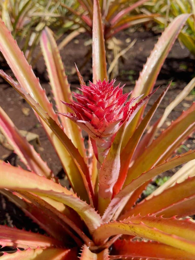 kleine-ananas-auf-dole-plantage