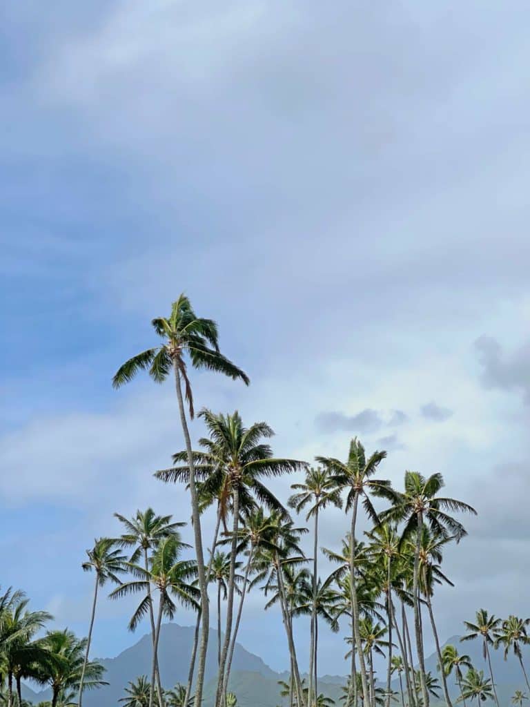 palmen-mit-bergkette-im-hintergrund-auf-hawaii