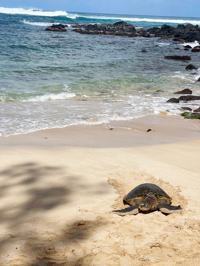 Oahu in Hawaii - die spektakulärsten Sehenswürdigkeiten + Tipps schildkroete-am-strand-oahu-hawaii-roadtrip-mietwagen