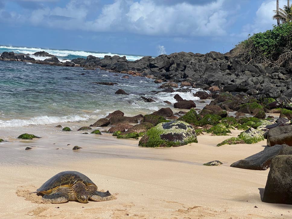 wasserschildkroete-liegt-am-sandstrand-neben-vulkangestein-auf-hawaii