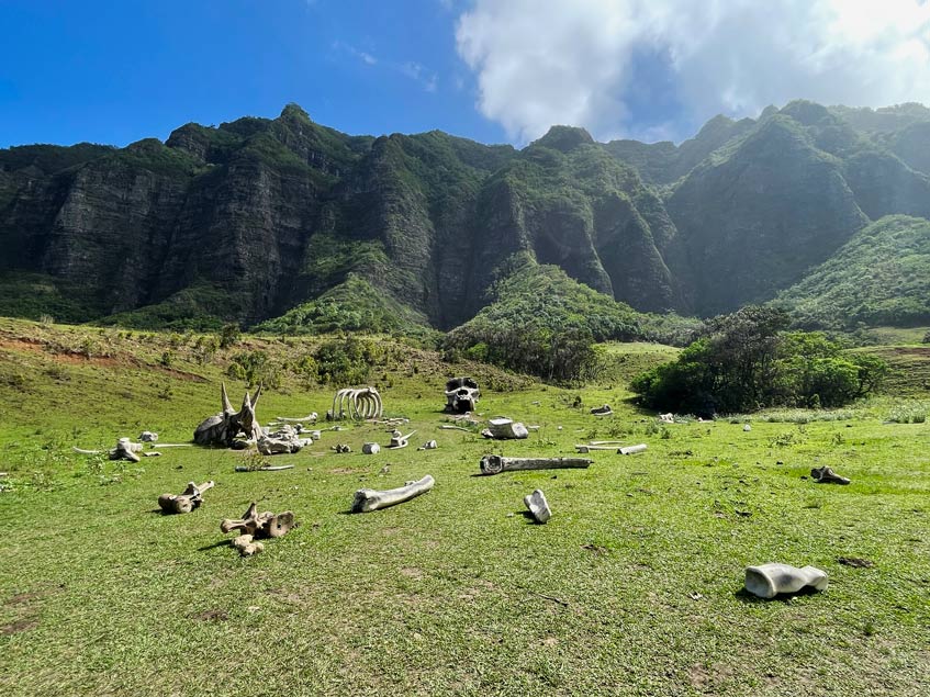 knochen-requisiten-aus-film-liegen-auf-gruener-wiese-vor-bergkette-auf-oahu