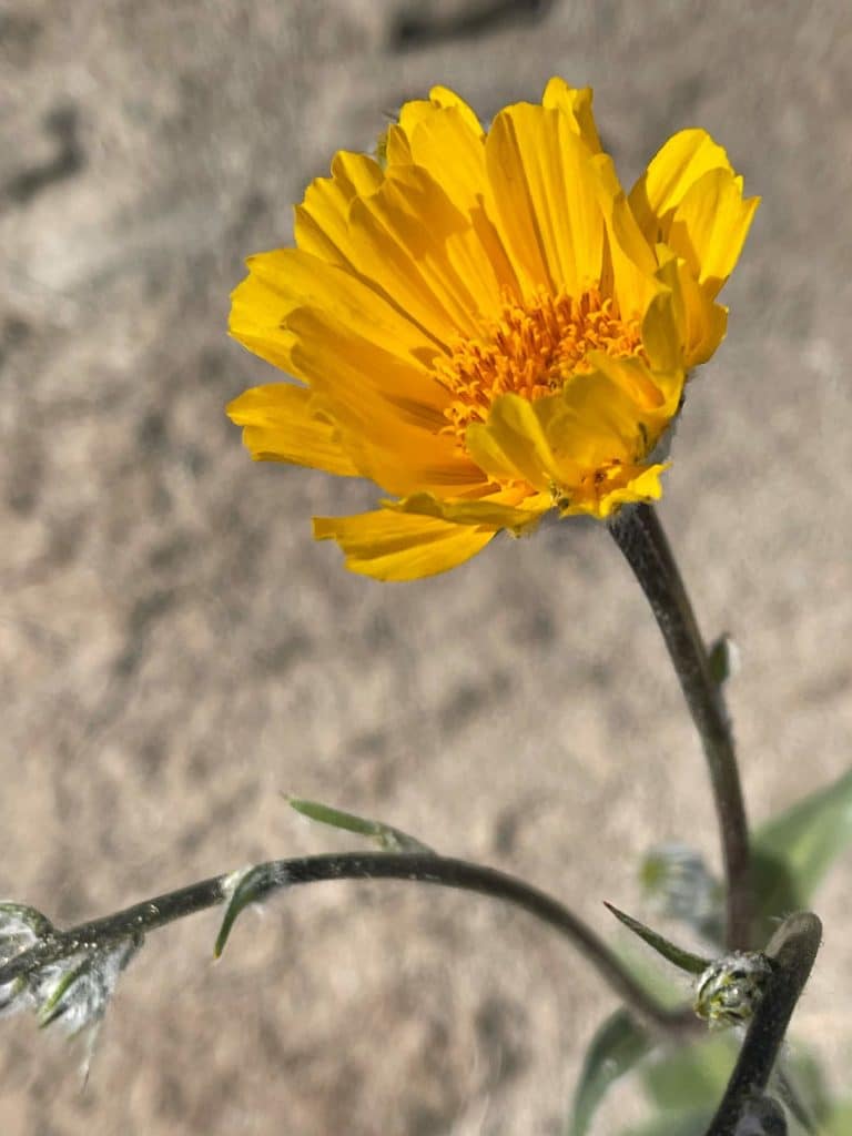 gelbe-blume-wueste-anza-borrego-desert-state-park-kalifornien-mit-camper