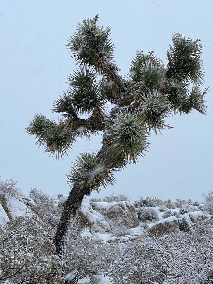 joshua tree im schnee winter kalifornien mit camper