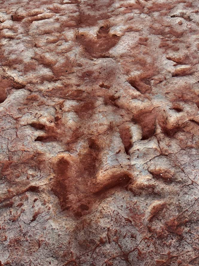 dinosaurier-tracks-arizona-navajo-land