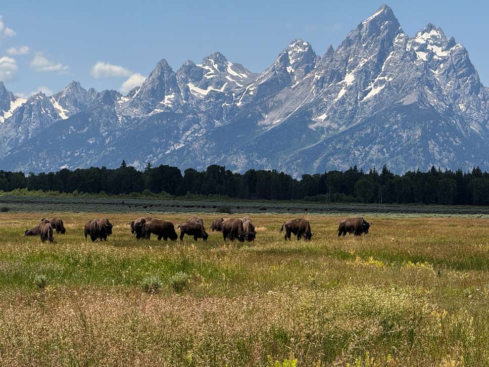 büffelherde vor den grand tetons