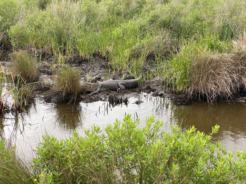 alligator-liegt-im-sumpf-leicht-versteckt-zwischen-gruenem-gras-in-texas
