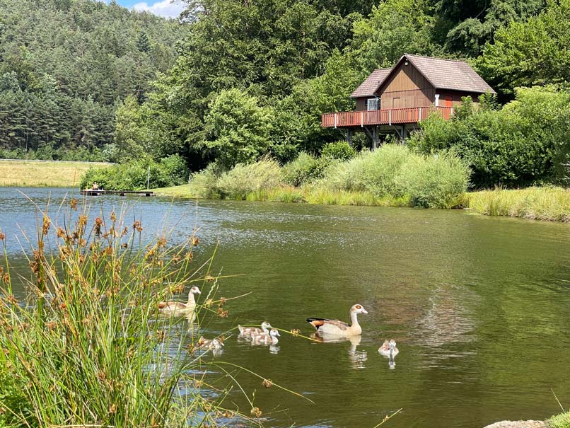 entenfamilie auf dem marbachstausee