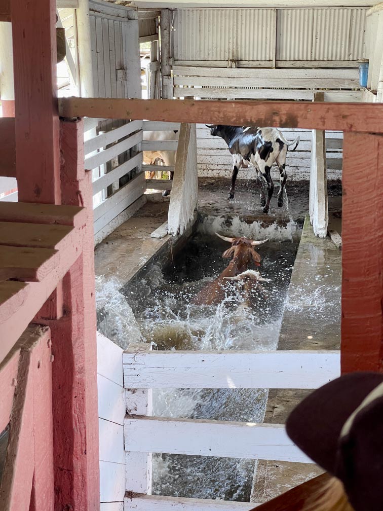 longhorns-laufen-durch-reinigungskanal-auf-der-george-ranch-in-texas