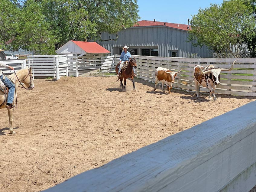 cowboys-fangen-longhorns-mit-lasso-george-ranch-cowboy-show-longhorns-texas-roadtrip-mit-kind