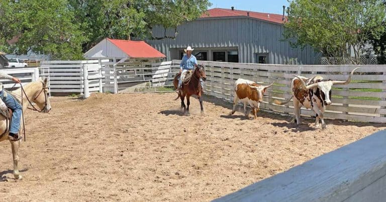 Mehr über den Artikel erfahren Die ultimativen Top 10 Sehenswürdigkeiten in Texas