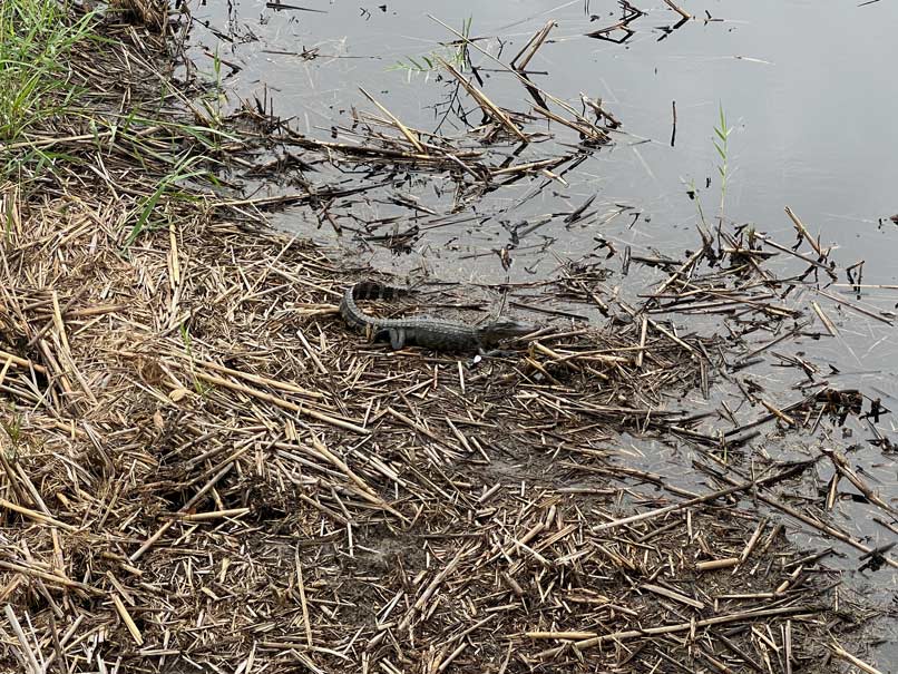 baby-alligator-liegt-am-sumpfrand-in-texas