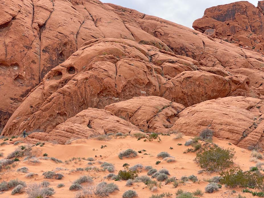 Las Vegas Ausflüge - 4 Highlights in der Umgebung big-horn-sheeps-stehen-auf-roten-felsen-im-valley-of-fire