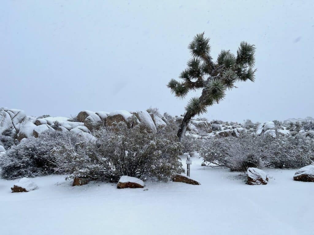Fotoparade 2023 joshua tree kalifornien jahresrueckblick 2023