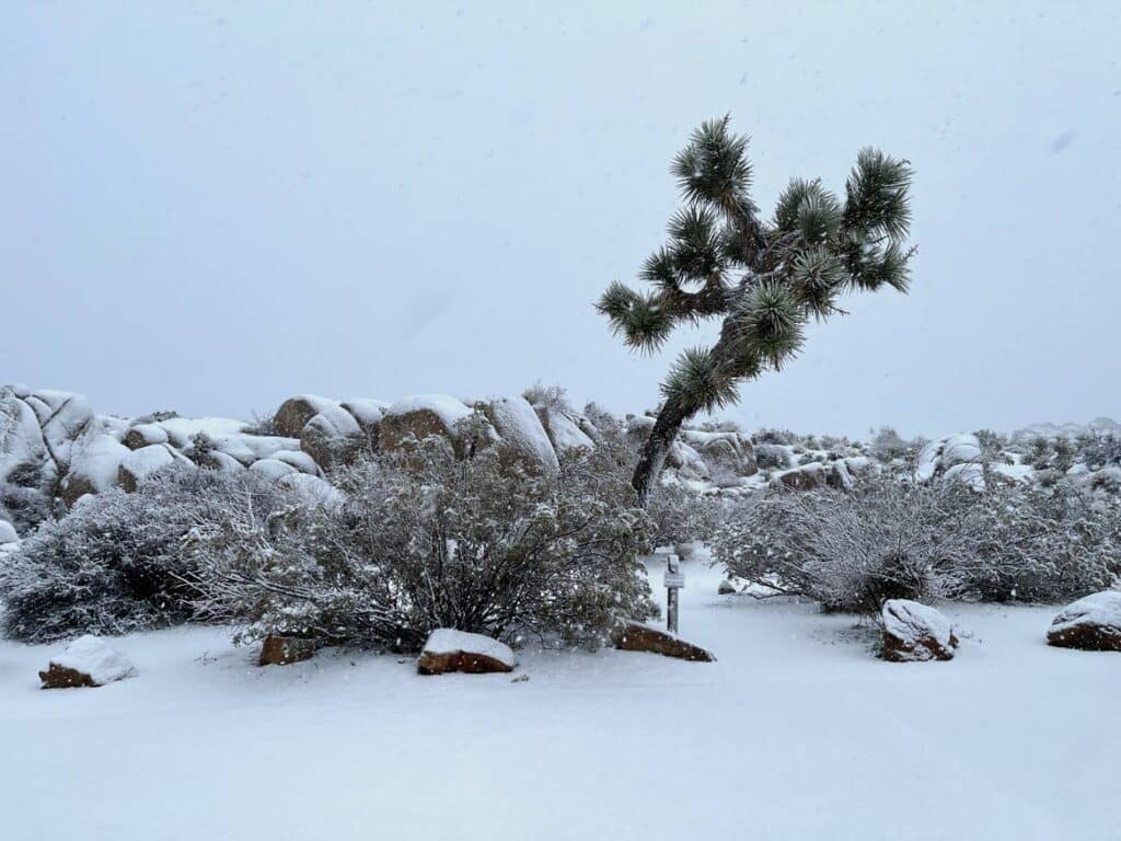 joshua tree kalifornien jahresrueckblick 2023