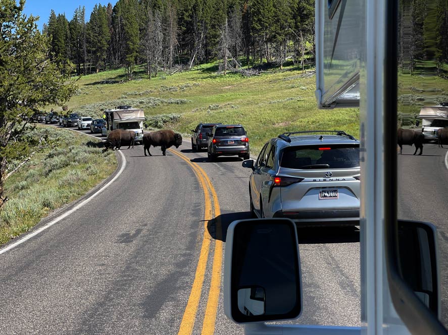 bison verursacht stau im yellowstone