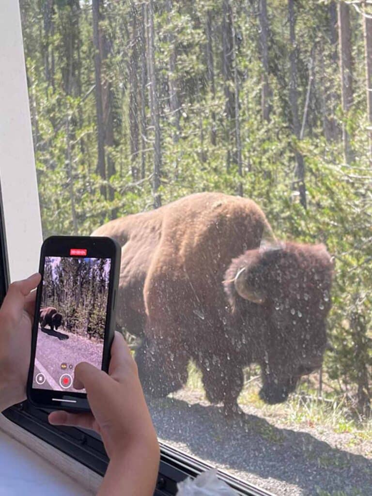 bison läuft im yellowstone direkt neben der straße