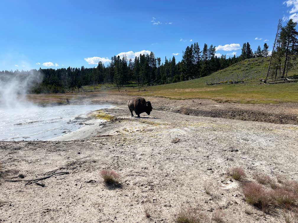 bison an heisser quelle im yellowstone nationalpark