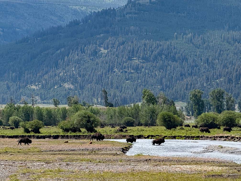 bisonherde läuft durch fluss im yellowstone nationalpark