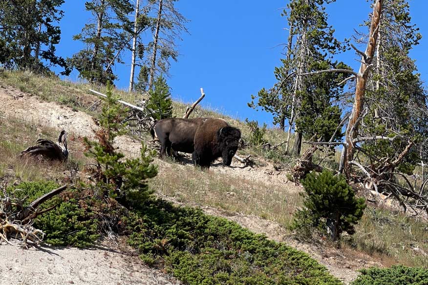 bison im yellowstone nationalpark