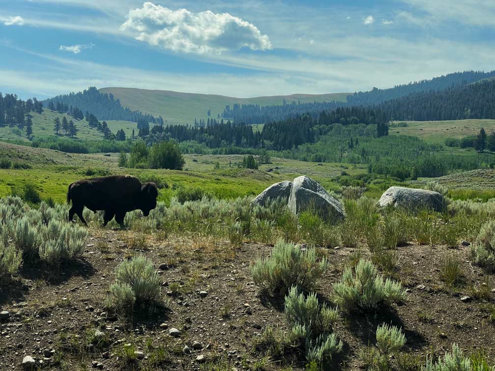 bison im hayden valley im yellowstone