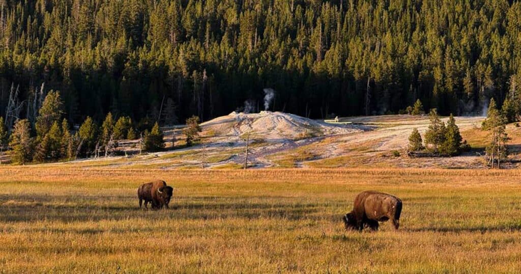 zwei bisons auf wiese im yellowstone nationalpark dahinter dampfendes geothermales becken