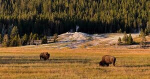 Mehr über den Artikel erfahren Yellowstone Nationalpark – Unser umfassender Guide