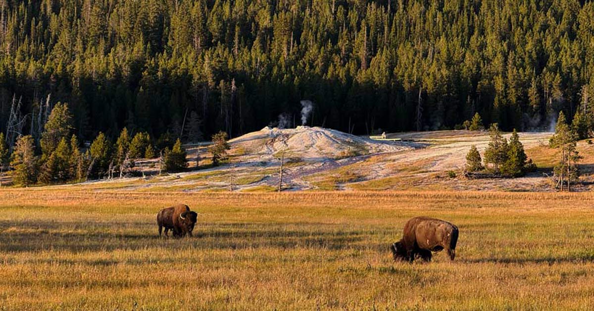 Du betrachtest gerade Yellowstone Nationalpark – Unser umfassender Guide
