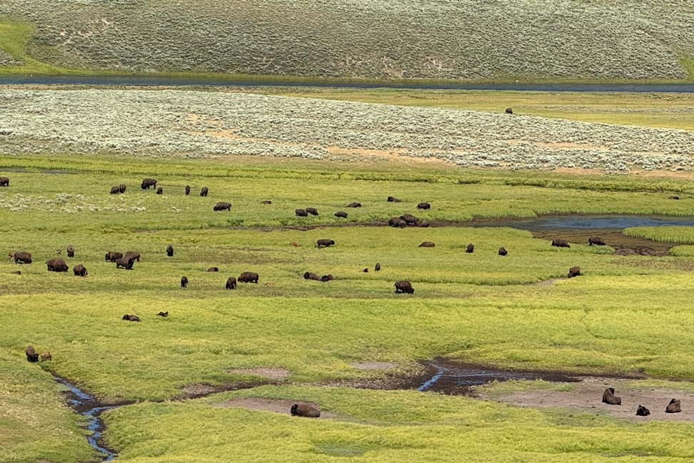 bison herde im yellowstone nationalpark