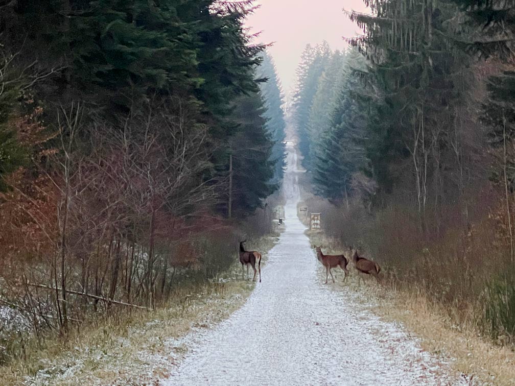 Center Parcs Les Trois Forets - Familienurlaub im Elsass rehe-auf-waldweg-im-center-parcs-les-trois-forets-im-elsass