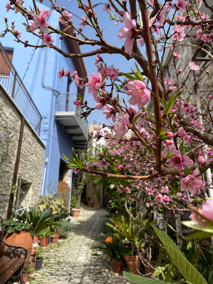 bluehende-blumen-in-kleiner-gasse-im-bergdorf-auf-zypern