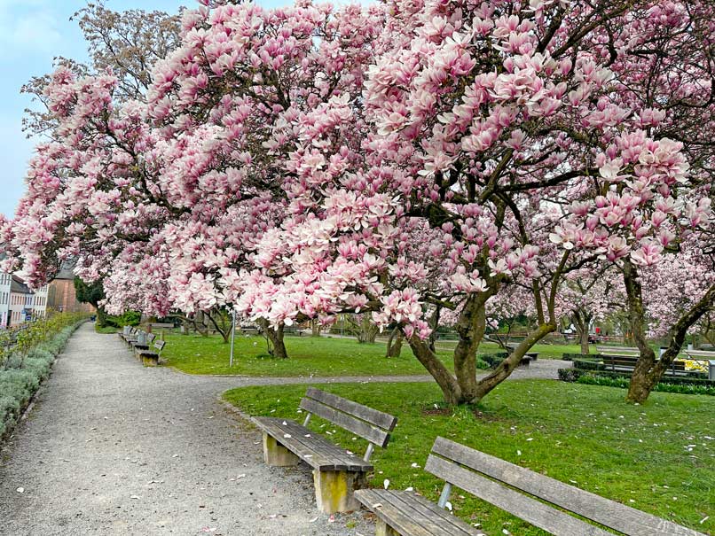 bluehende-magnolienbaeume-mit-parkbaenken-in-aschaffenburg