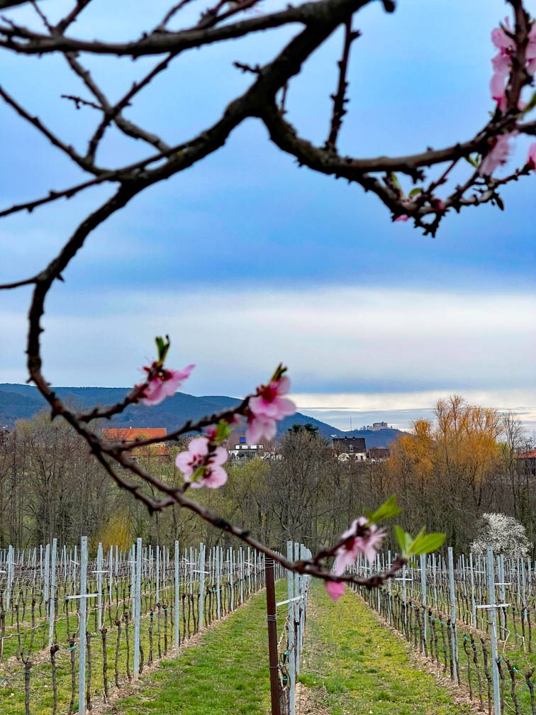 blick-durch-aeste-mit-bluehenden-mandelblueten-ueber-weinreben-auf-burg-in-der-pfalz