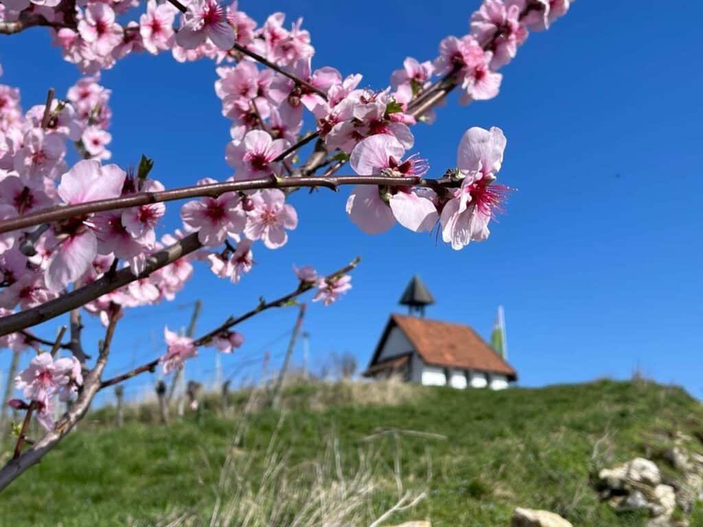 michaeliskapelle sehenswuerdigkeiten bad duerkheim