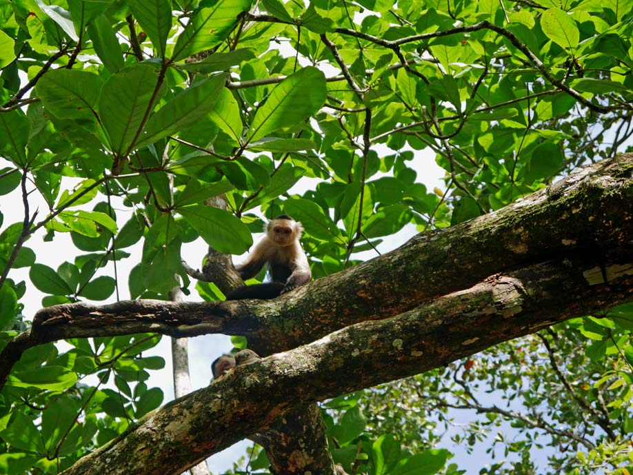 affen tierwelt costa rica