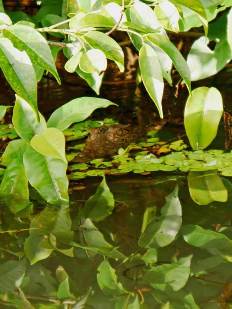 Costa Rica Rundreise - Diese 9 Etappen dürft ihr nicht verpassen! baby-krokodil-blickt-aus-wasser