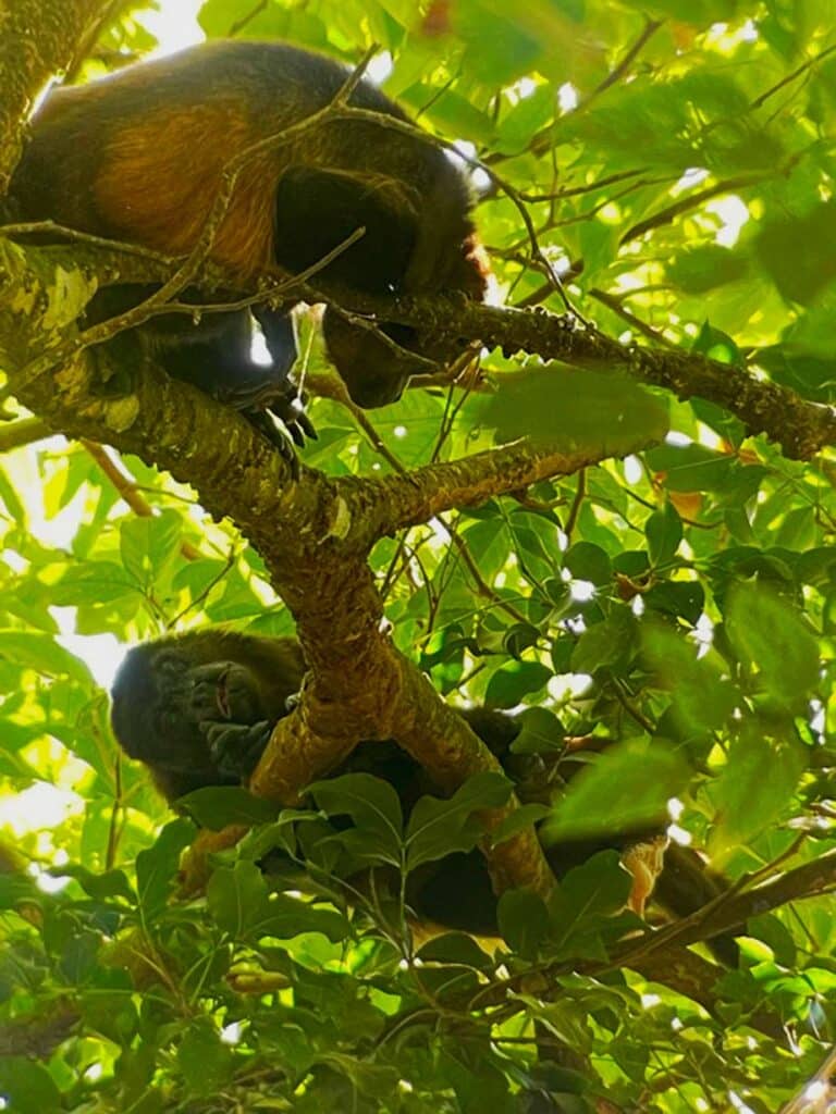 bruellaffen tiere in costa rica