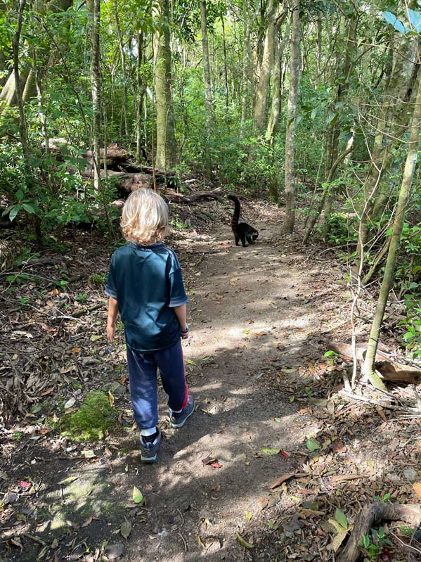 kind macht spaziergang mit nasenbär in costa rica